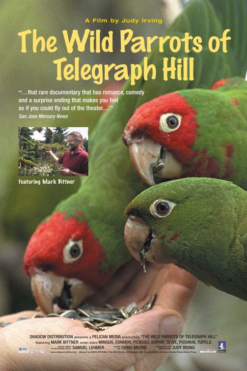 The Wild Parrots of Telegraph Hill Poster